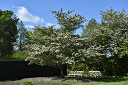 Winter King Hawthorn (Crataegus viridis 'Winter King') at Strader's Garden Centers
