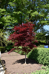 Fireglow Japanese Maple (Acer palmatum 'Fireglow') at Strader's Garden Centers