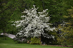 Aurora Flowering Dogwood (Cornus 'Rutban') at Strader's Garden Centers