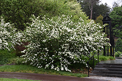 Japanese Snowball Viburnum (Viburnum plicatum) at Strader's Garden Centers