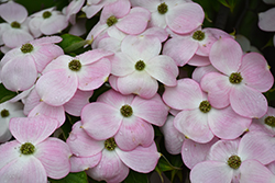 Stellar Pink Flowering Dogwood (Cornus 'Stellar Pink') at Strader's Garden Centers