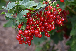 Red Currant (Ribes rubrum) at Strader's Garden Centers