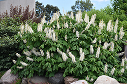 Bottlebrush Buckeye (Aesculus parviflora) at Strader's Garden Centers