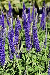 Goodness Grows Speedwell (Veronica 'Goodness Grows') at Strader's Garden Centers