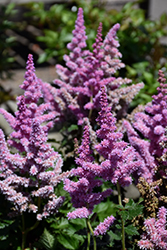 Little Vision In Purple Chinese Astilbe (Astilbe chinensis 'Little Vision In Purple') at Strader's Garden Centers