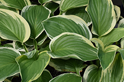 Royal Wedding Hosta (Hosta 'Royal Wedding') at Strader's Garden Centers