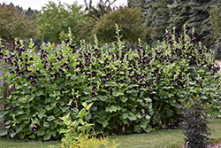 Black Hollyhock (Alcea rosea 'Nigra') at Strader's Garden Centers