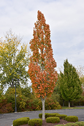 Armstrong Maple (Acer x freemanii 'Armstrong') at Strader's Garden Centers