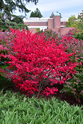 Compact Winged Burning Bush (Euonymus alatus 'Compactus') at Strader's Garden Centers