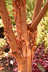 Paperbark Maple (Acer griseum) at Strader's Garden Centers
