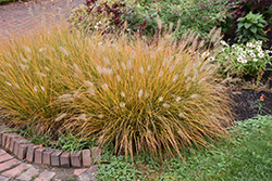 Hameln Dwarf Fountain Grass (Pennisetum alopecuroides 'Hameln') at Strader's Garden Centers