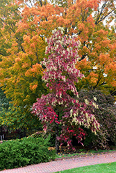Sourwood (Oxydendrum arboreum) at Strader's Garden Centers