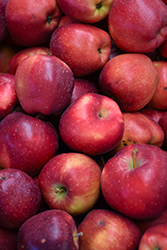 Red Delicious Apple (Malus 'Red Delicious') at Strader's Garden Centers