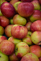 Cortland Apple (Malus 'Cortland') at Strader's Garden Centers