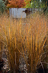 Northwind Switch Grass (Panicum virgatum 'Northwind') at Strader's Garden Centers