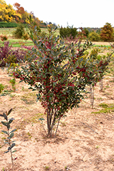 Brilliantissima Red Chokeberry (Aronia arbutifolia 'Brilliantissima') at Strader's Garden Centers