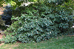 Alleghany Viburnum (Viburnum x rhytidophylloides 'Alleghany') at Strader's Garden Centers