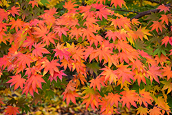 Japanese Maple (Acer palmatum) at Strader's Garden Centers