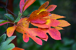 Sassafras (Sassafras albidum) at Strader's Garden Centers