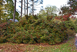 Winter Red Winterberry (Ilex verticillata 'Winter Red') at Strader's Garden Centers