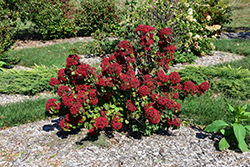 Cardinal Candy Viburnum (Viburnum dilatatum 'Henneke') at Strader's Garden Centers