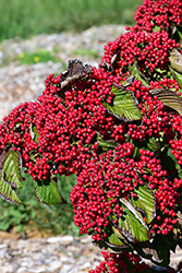 Cardinal Candy Viburnum (Viburnum dilatatum 'Henneke') at Strader's Garden Centers