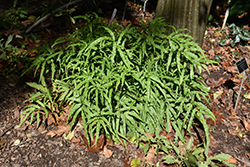 Hardy Ribbon Fern (Pteris cretica var. nervosa) at Strader's Garden Centers