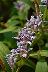 Toad Lily (Tricyrtis hirta) at Strader's Garden Centers