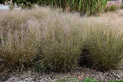 Shenandoah Reed Switch Grass (Panicum virgatum 'Shenandoah') at Strader's Garden Centers