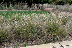 Karley Rose Oriental Fountain Grass (Pennisetum orientale 'Karley Rose') at Strader's Garden Centers