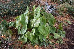 Lily Pad Begonia (Begonia nelumbiifolia) at Strader's Garden Centers