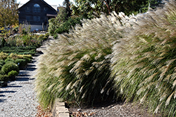 Gracillimus Maiden Grass (Miscanthus sinensis 'Gracillimus') at Strader's Garden Centers