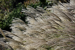 Gracillimus Maiden Grass (Miscanthus sinensis 'Gracillimus') at Strader's Garden Centers