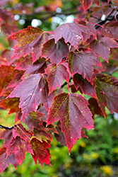 Red Sunset Red Maple (Acer rubrum 'Franksred') at Strader's Garden Centers