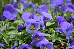 Cool Wave Blue Skies Pansy (Viola x wittrockiana 'PAS1077345') at Strader's Garden Centers