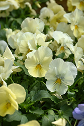 Cool Wave Yellow Pansy (Viola x wittrockiana 'PAS904972') at Strader's Garden Centers