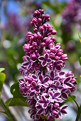 Sensation Lilac (Syringa vulgaris 'Sensation') at Strader's Garden Centers