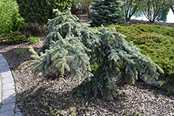 Weeping Blue Spruce (Picea pungens 'Pendula') at Strader's Garden Centers