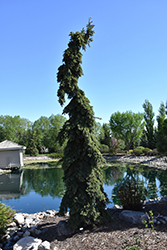 Weeping White Spruce (Picea glauca 'Pendula') at Strader's Garden Centers