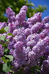 Common Lilac (Syringa vulgaris) at Strader's Garden Centers