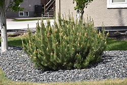 Mugo Pine (Pinus mugo) at Strader's Garden Centers
