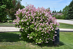 Minuet Lilac (Syringa x prestoniae 'Minuet') at Strader's Garden Centers