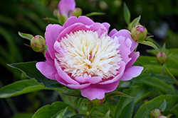 Bowl Of Beauty Peony (Paeonia 'Bowl Of Beauty') at Strader's Garden Centers
