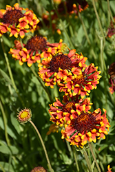 Fanfare Blanket Flower (Gaillardia x grandiflora 'Fanfare') at Strader's Garden Centers