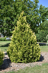 Yellow Ribbon Arborvitae (Thuja occidentalis 'Yellow Ribbon') at Strader's Garden Centers