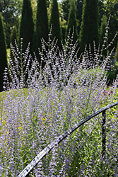 Longin Russian Sage (Perovskia atriplicifolia 'Longin') at Strader's Garden Centers