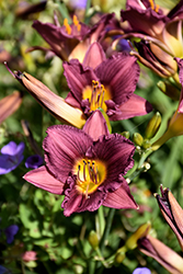 Purple de Oro Daylily (Hemerocallis 'Purple de Oro') at Strader's Garden Centers