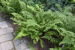 Lady in Red Fern (Athyrium filix-femina 'Lady in Red') at Strader's Garden Centers