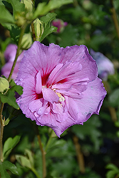Lavender Chiffon Rose Of Sharon (Hibiscus syriacus 'Notwoodone') at Strader's Garden Centers