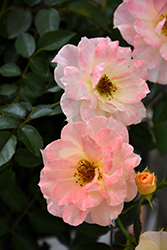 Oso Easy Italian Ice Rose (Rosa 'Chewnicebell') at Strader's Garden Centers